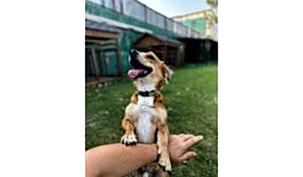 köpek, beylikdüzü