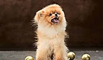 Köpek Otelinde Davranış Düzeltme, Köpek Otelinde Davranış Düzeltme