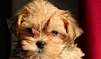 Ev Ortamı Sunan Köpek Oteli, Ev Ortamı Sunan Köpek Oteli