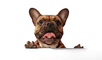 İstanbul'da Batıkopek Oteli Rezervasyon, İstanbul'da Batıkopek Oteli Rezervasyon