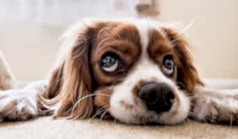 Köpek Psikolojisi: Yeni Ortamlara Uyum Sağlama, Köpek Psikolojisi: Yeni Ortamlara Uyum Sağlama