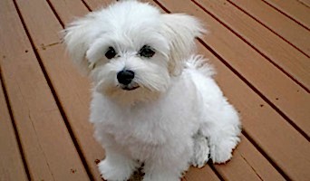 Köpeklerde Beslenme Programı: Otel Konaklamasında Dikkat Edilecekler, Köpeklerde Beslenme Programı: Otel Konaklamasında Dikkat Edilecekler