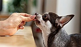 Ekonomik Köpek Konaklama, Ekonomik Köpek Konaklama