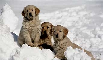 İstanbul Köpek Oteli Rezervasyon Hizmeti, İstanbul Köpek Oteli Rezervasyon Hizmeti