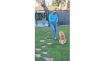 Bahçeşehir Köpek Oteli, Beylikdüzü Köpek Oteli,Pet Otel,Köpek Eğitim Merkezi,Bahçeşehir köpek oteli,istanbul köpek oteli