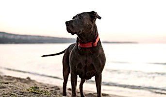 Köpek Oteli Konaklama Ücreti, Köpek Oteli Konaklama Ücreti