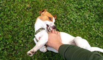 İstanbul Evcil Hayvan Pansiyonu, İstanbul Evcil Hayvan Pansiyonu