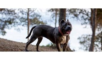 İtaat Eğitimi, İtaat Eğitimi