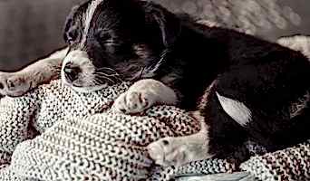 Avcılar Yavru Köpek Eğitimi, Avcılar Yavru Köpek Eğitimi