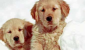 Köpek Konaklama Fiyatları, Köpek Konaklama Fiyatları