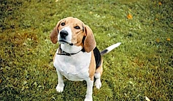 Köpek Eğitimi, Köpek Eğitimi