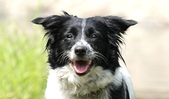 7/24 Köpek Oteli, 7/24 Köpek Oteli