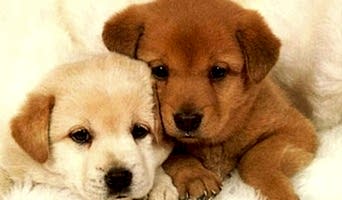 Köpeklerde Günlük Egzersiz İhtiyacı ve Oyun Zamanı, Köpeklerde Günlük Egzersiz İhtiyacı ve Oyun Zamanı