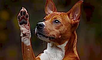 Çalışanlar İçin Köpek Oteli Hizmeti, Çalışanlar İçin Köpek Oteli Hizmeti