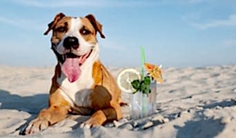 Tatil Döneminde Köpek Oteli Arıyorum, Tatil Döneminde Köpek Oteli Arıyorum