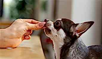 Köpek Eğitimi Hizmeti Olan Otel, Köpek Eğitimi Hizmeti Olan Otel