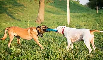 Sosyalleşme İmkânı Sunan Köpek Oteli, Sosyalleşme İmkânı Sunan Köpek Oteli